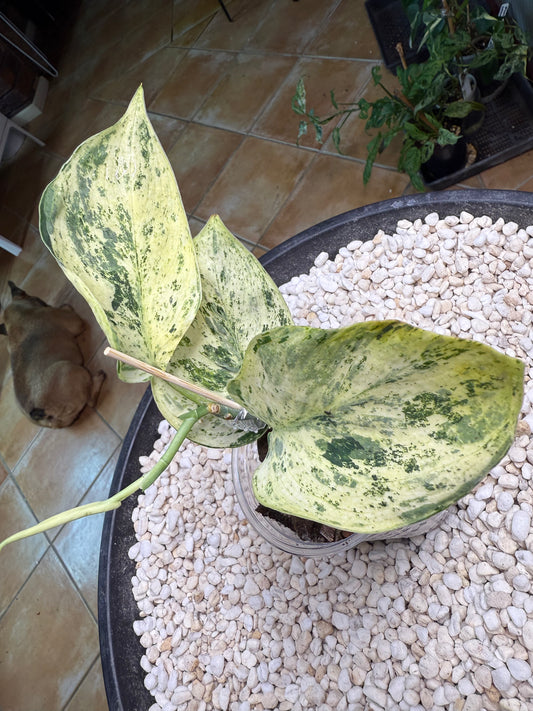 Scindapsus Jade Satin Mint - YiH