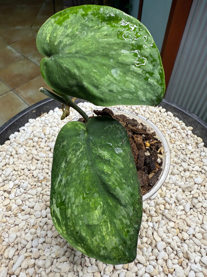 Scindapsus Silver Splash Dark - EEII