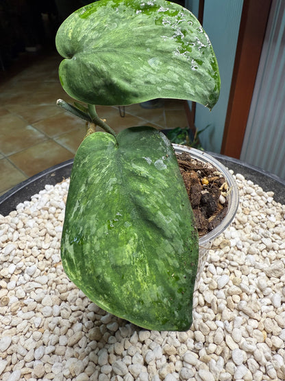 Scindapsus Silver Splash Dark - EEII