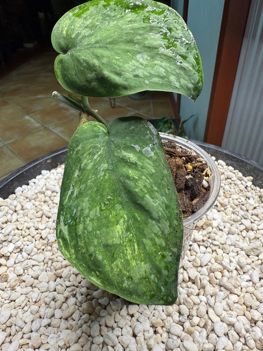 Scindapsus Silver Splash Dark - EEII