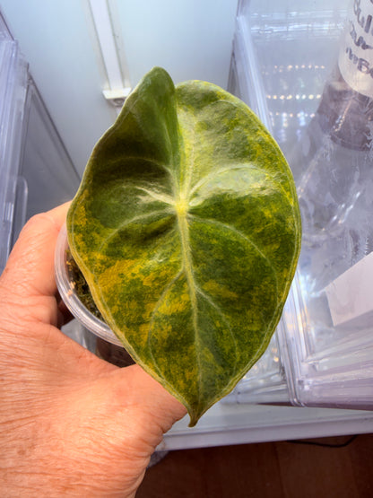 Alocasia Pink Dragon plant-corm grown 2