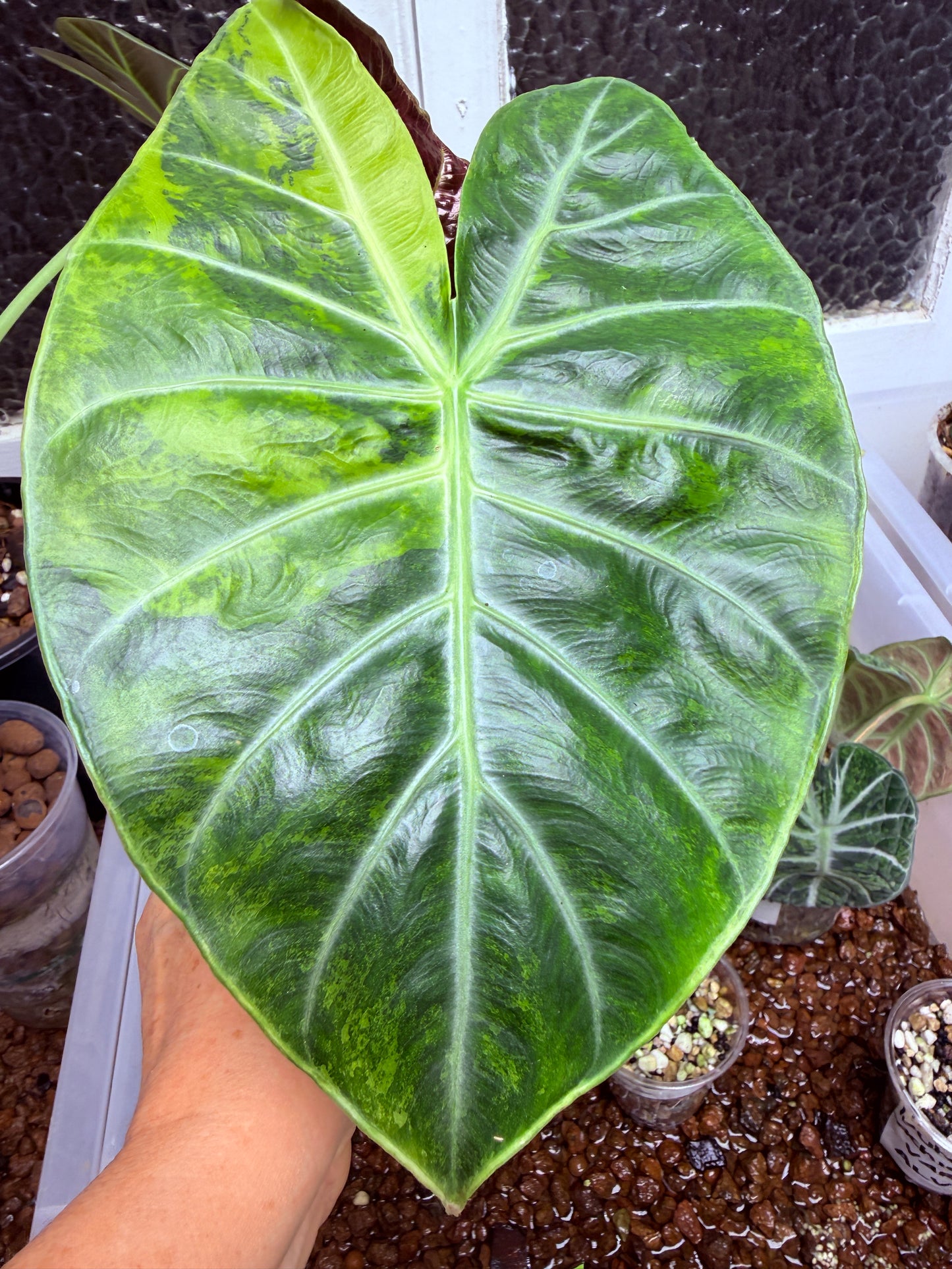 Alocasia Pink Dragon plant-corm grown 2