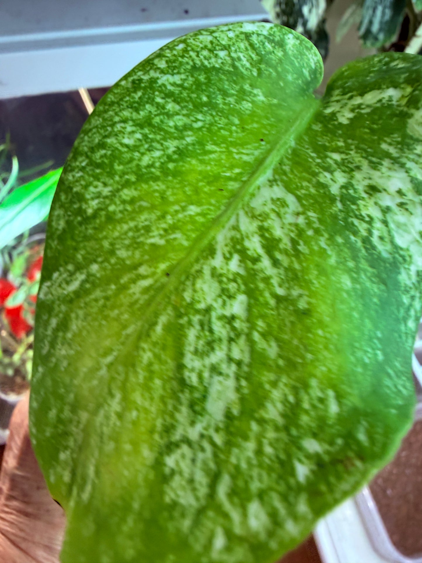 Monstera White Monster - WM2