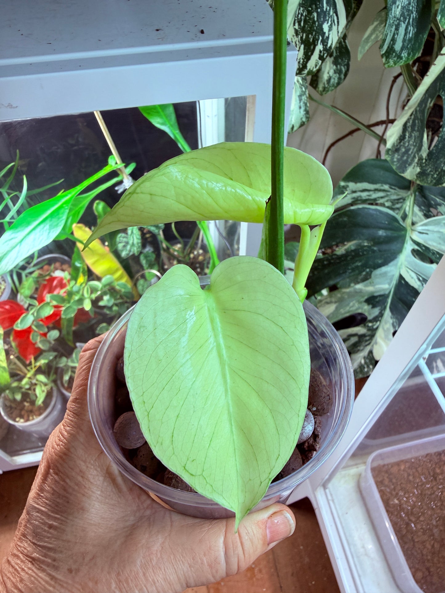 Monstera White Monster - WM2