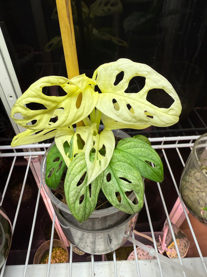 Monstera Adansonii White Mint (the real deal/not mottled) - MAM1
