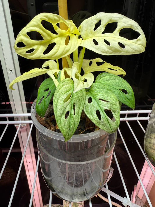 Monstera Adansonii White Mint (the real deal/not mottled) - MAM1