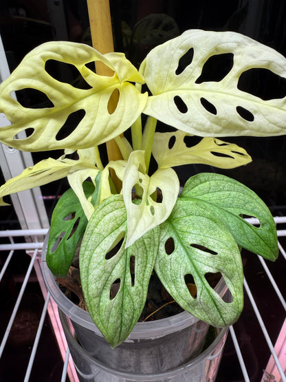 Monstera Adansonii White Mint (the real deal/not mottled) - MAM1