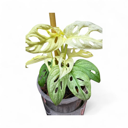 Monstera Adansonii White Mint (the real deal/not mottled) - MAM1