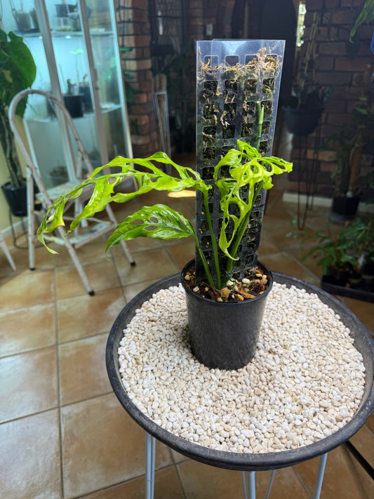 Monstera Obliqua Peru - MO1