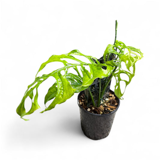 Monstera Obliqua Peru - MO1