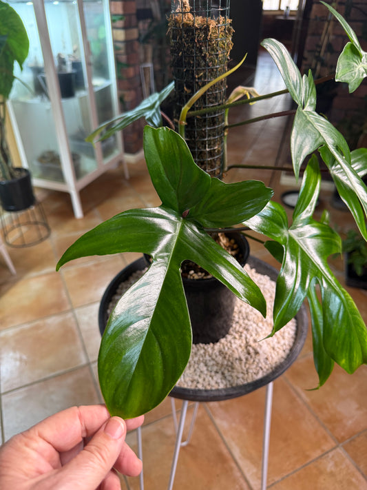 Philodendron Florida Beauty Green / large leaf /double planted - PFBG