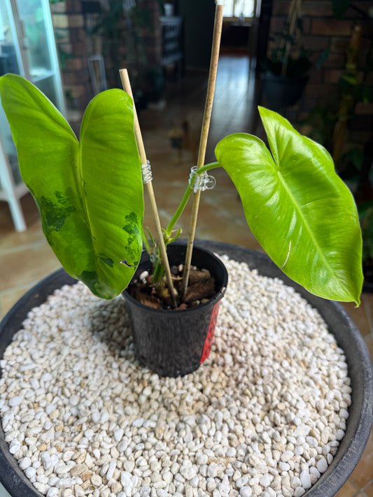 Philodendron Burle Marx Variegated (small)
