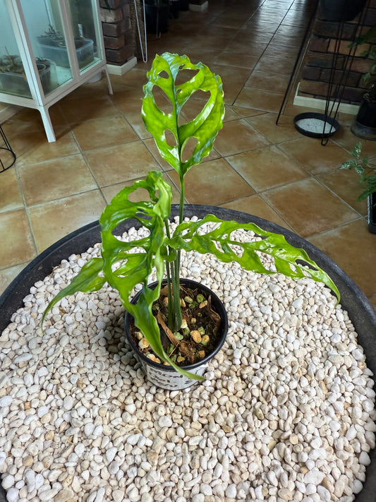 Monstera obliqua Peru - MO2