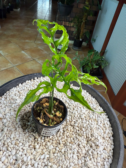 Monstera obliqua Peru - MO2