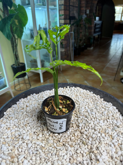 Monstera obliqua Peru - MO2