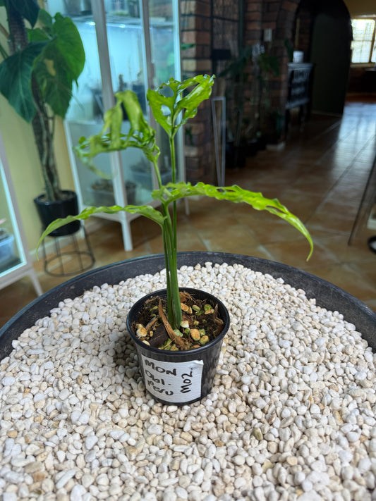 Monstera obliqua Peru - MO2