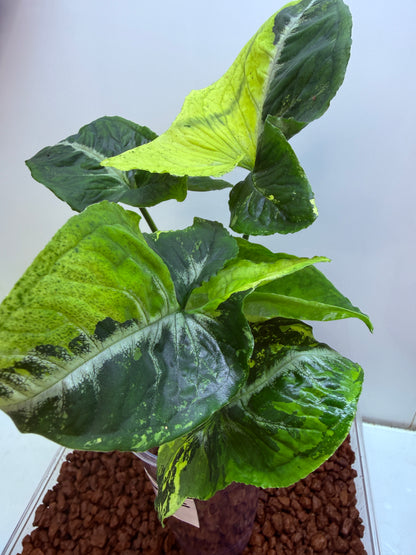 Syngonium Scrambled Eggs - S1