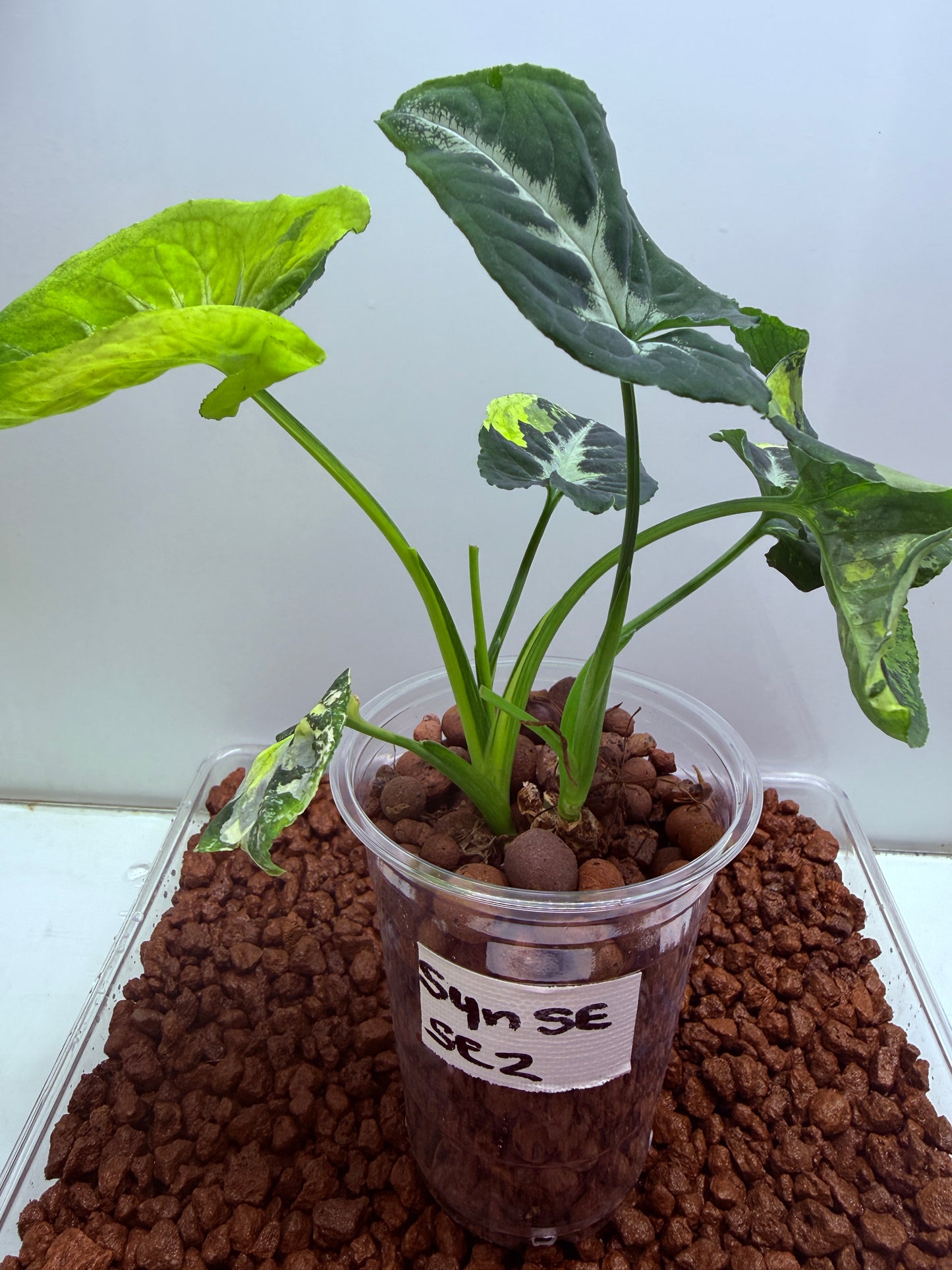 Syngonium Scrambled Eggs - S2