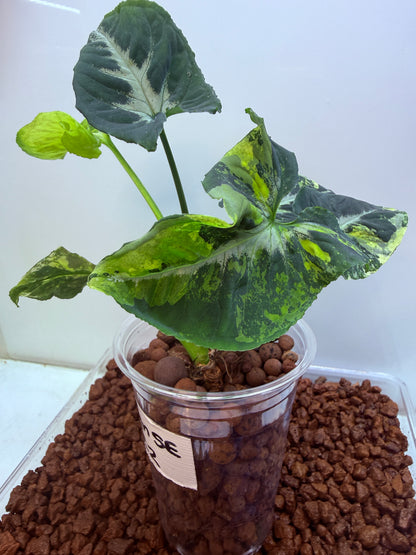 Syngonium Scrambled Eggs - S2