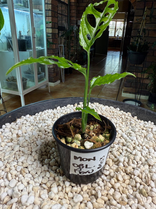 Monstera Obliqua Peru - MO3