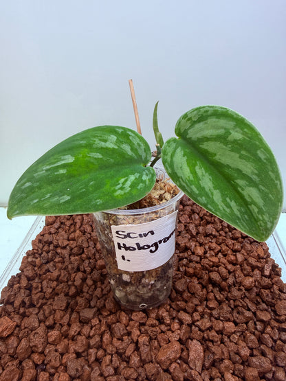 Scindapsus Hologram - SH1 - big plant - Mother