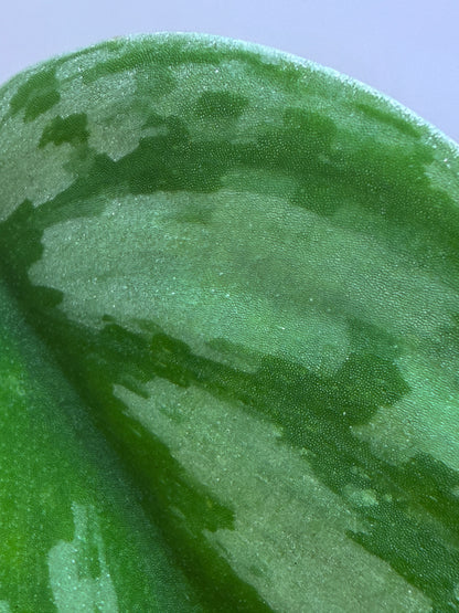 Scindapsus Hologram - SH1 - big plant - Mother