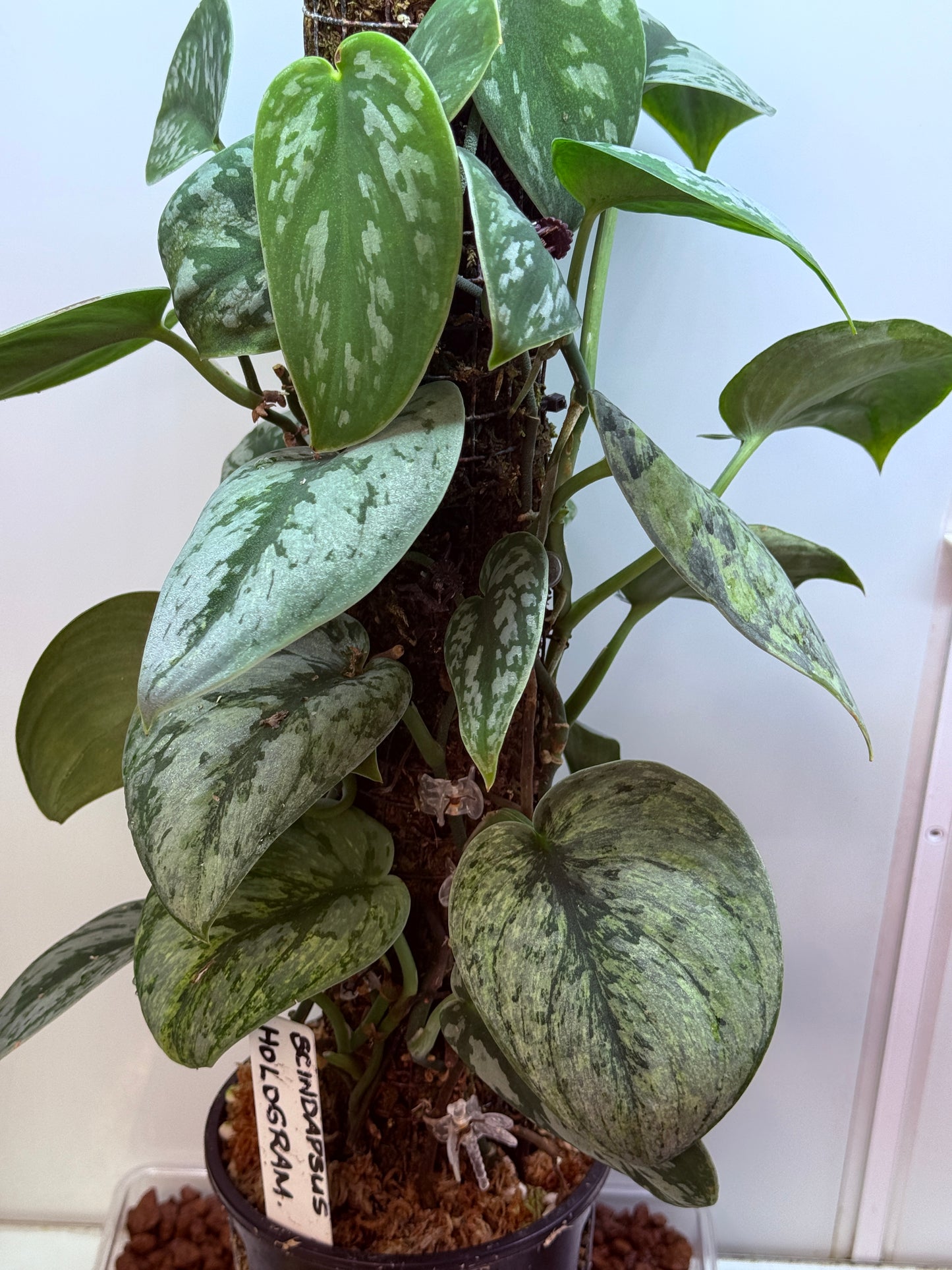 Scindapsus Hologram - SH1 - big plant - Mother
