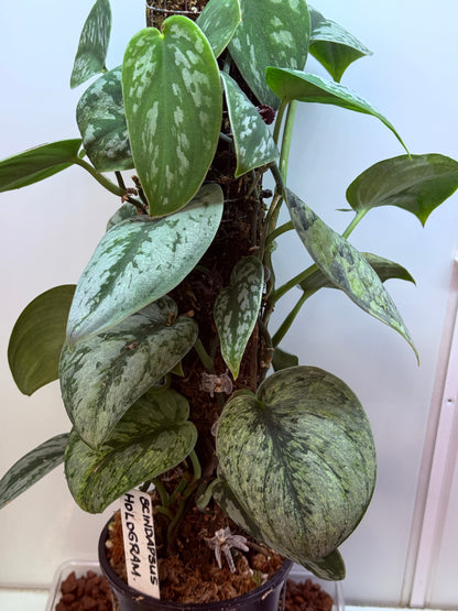 Scindapsus Hologram - SH1 - big plant - Mother
