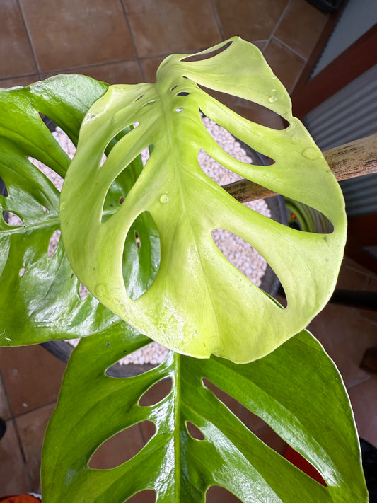 Monstera UNO - Hybrid MU1🌿
