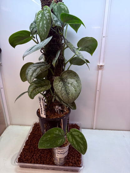 Scindapsus Hologram - SH1 - big plant - Mother