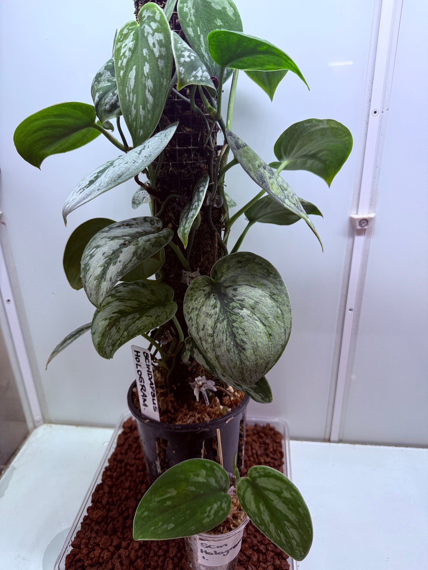 Scindapsus Hologram - SH1 - big plant - Mother