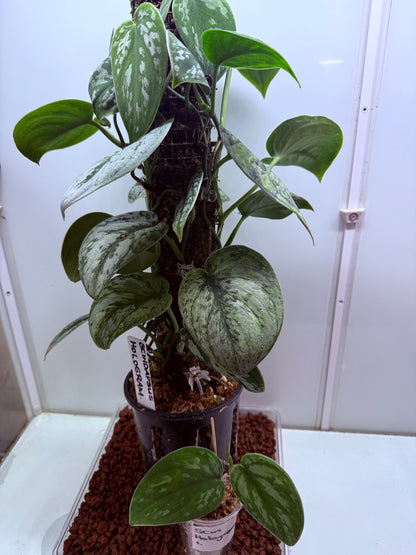 Scindapsus Hologram - SH1 - big plant - Mother
