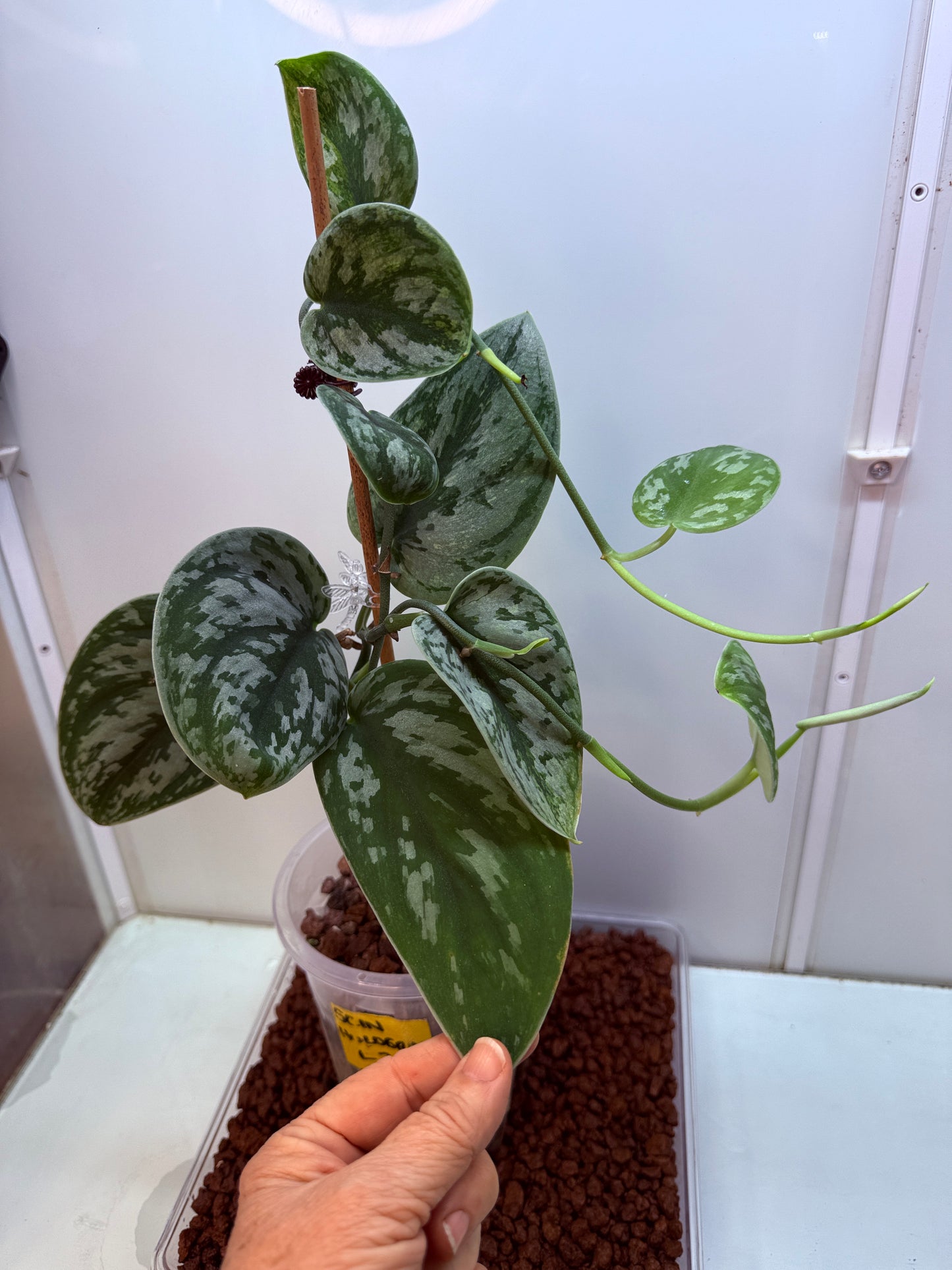 Scindapsus Hologram - SH 2 - big Mother plant