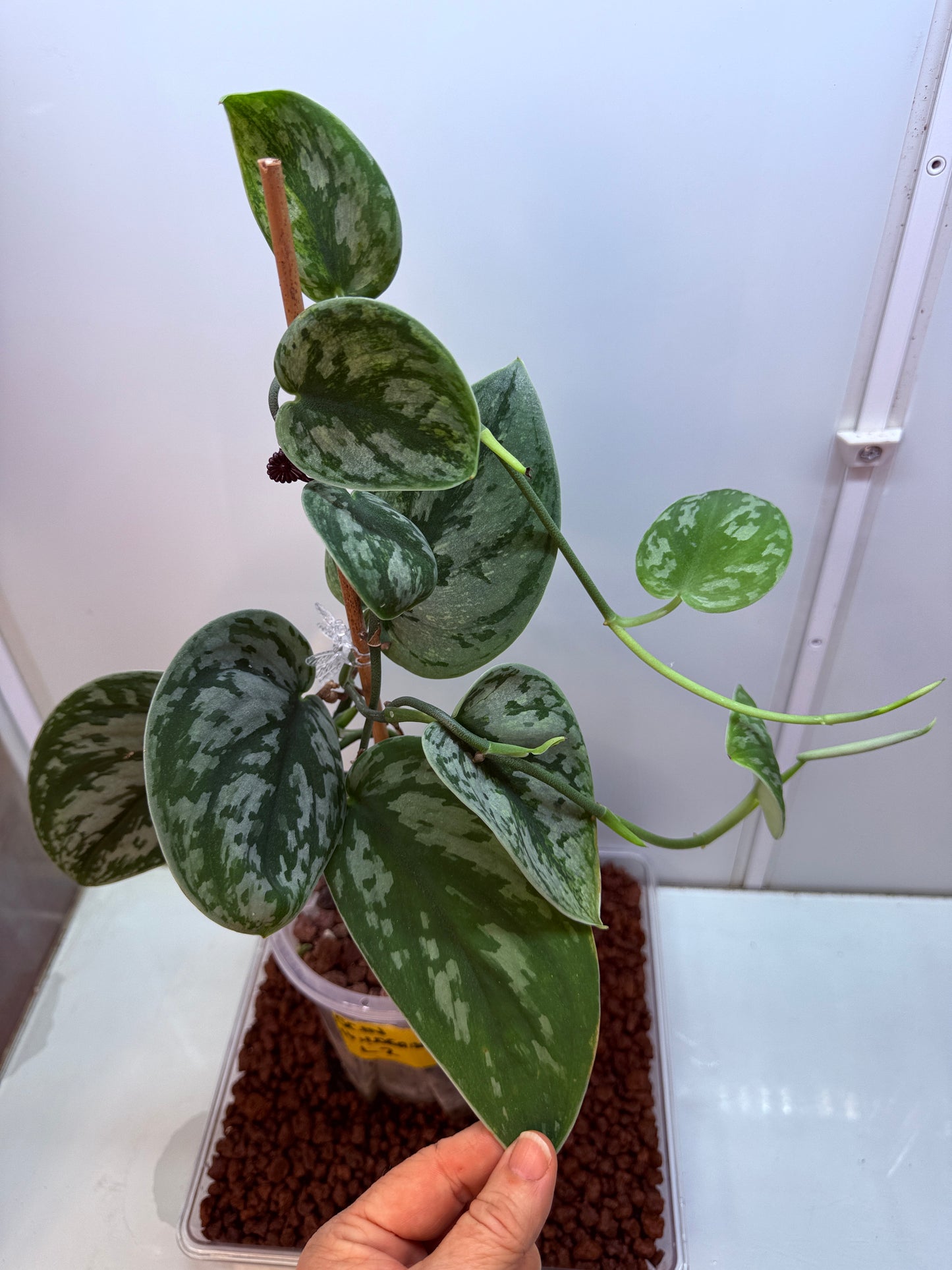 Scindapsus Hologram - SH 2 - big Mother plant