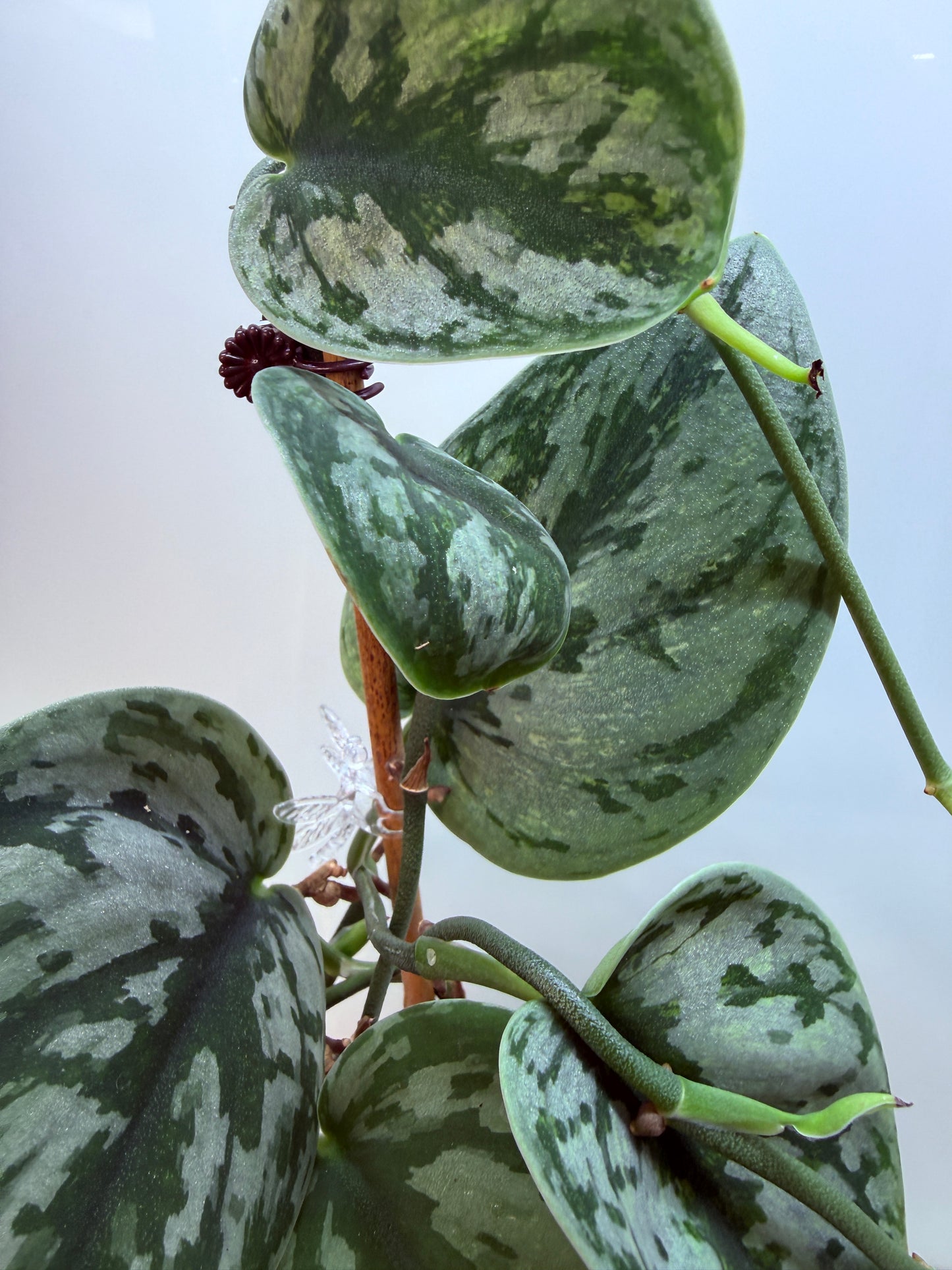 Scindapsus Hologram - SH 2 - big Mother plant