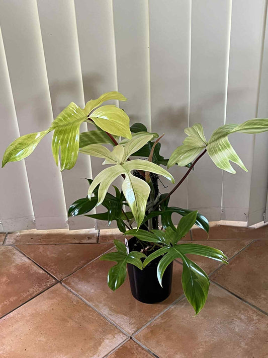 Philodendron Florida Ghost – Large Feature Plant 👻🌿