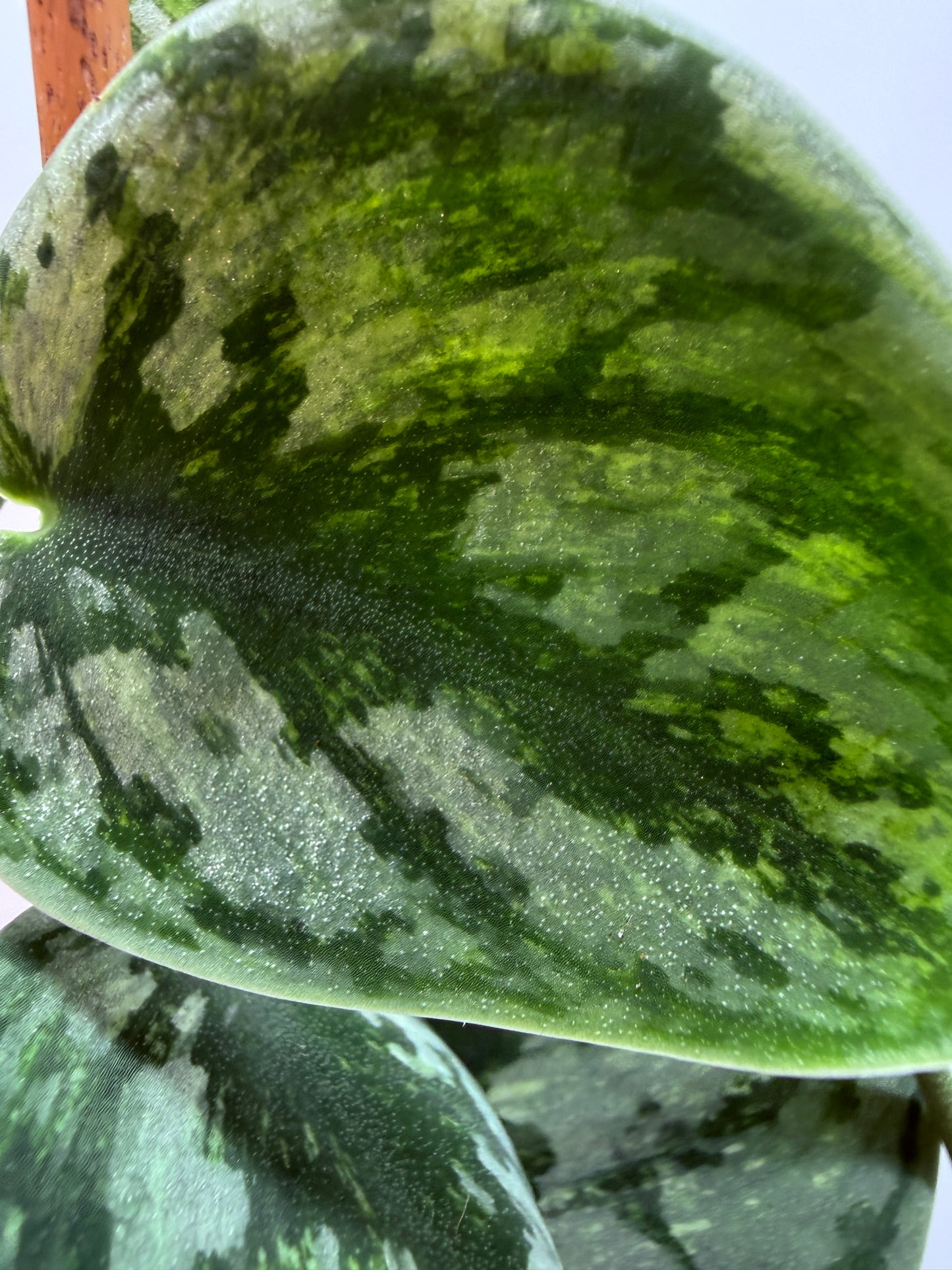 Scindapsus Hologram - SH 2 - big Mother plant