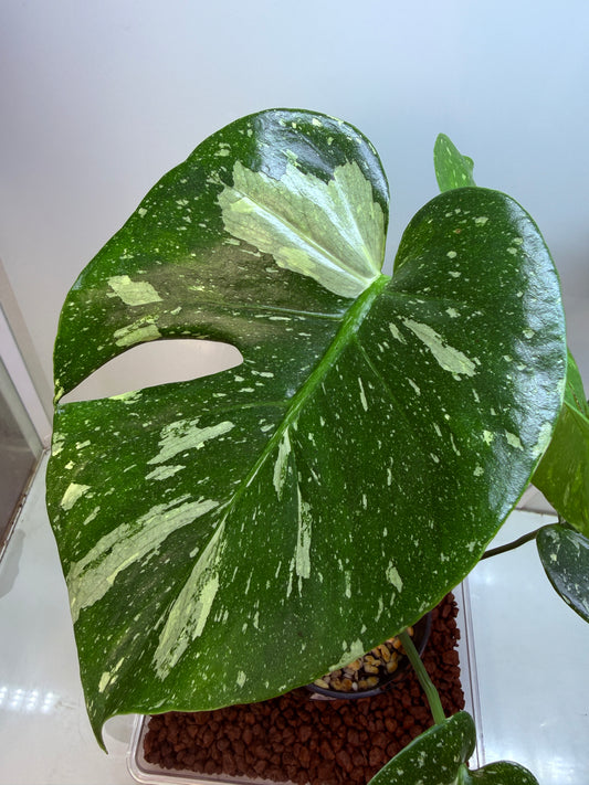 Monstera Thai Constellation - MTC1