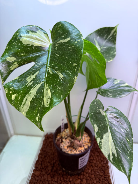 Monstera Thai Constellation - MTC1