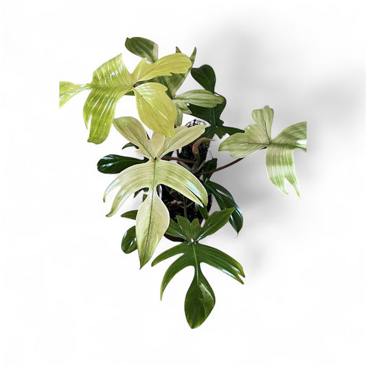 Philodendron Florida Ghost – Large Feature Plant 👻🌿