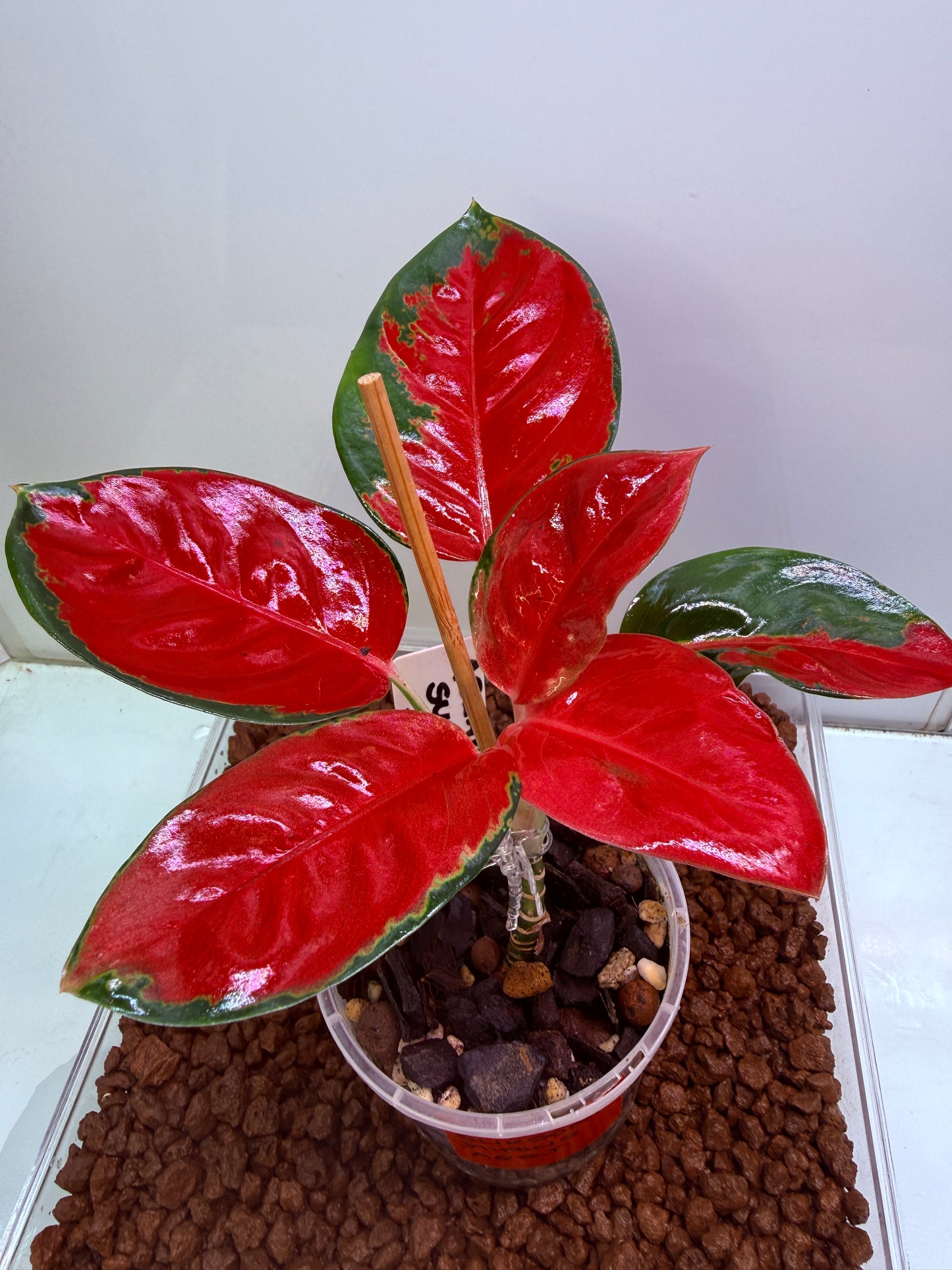 Aglaonema Suksom Jaipong