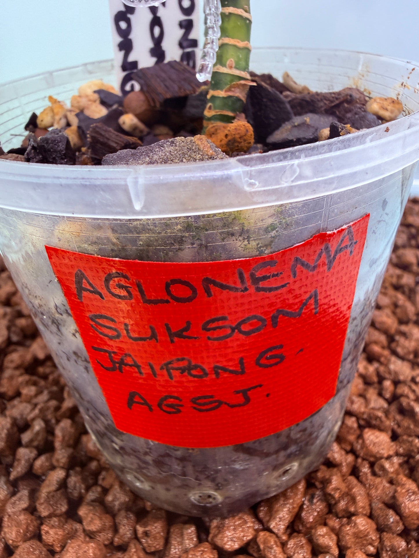 Aglaonema Suksom Jaipong
