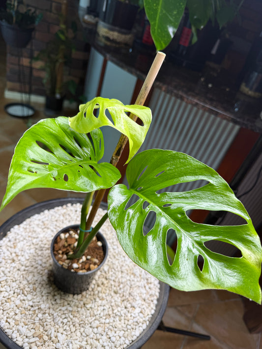 Monstera UNO - Hybrid MU1🌿