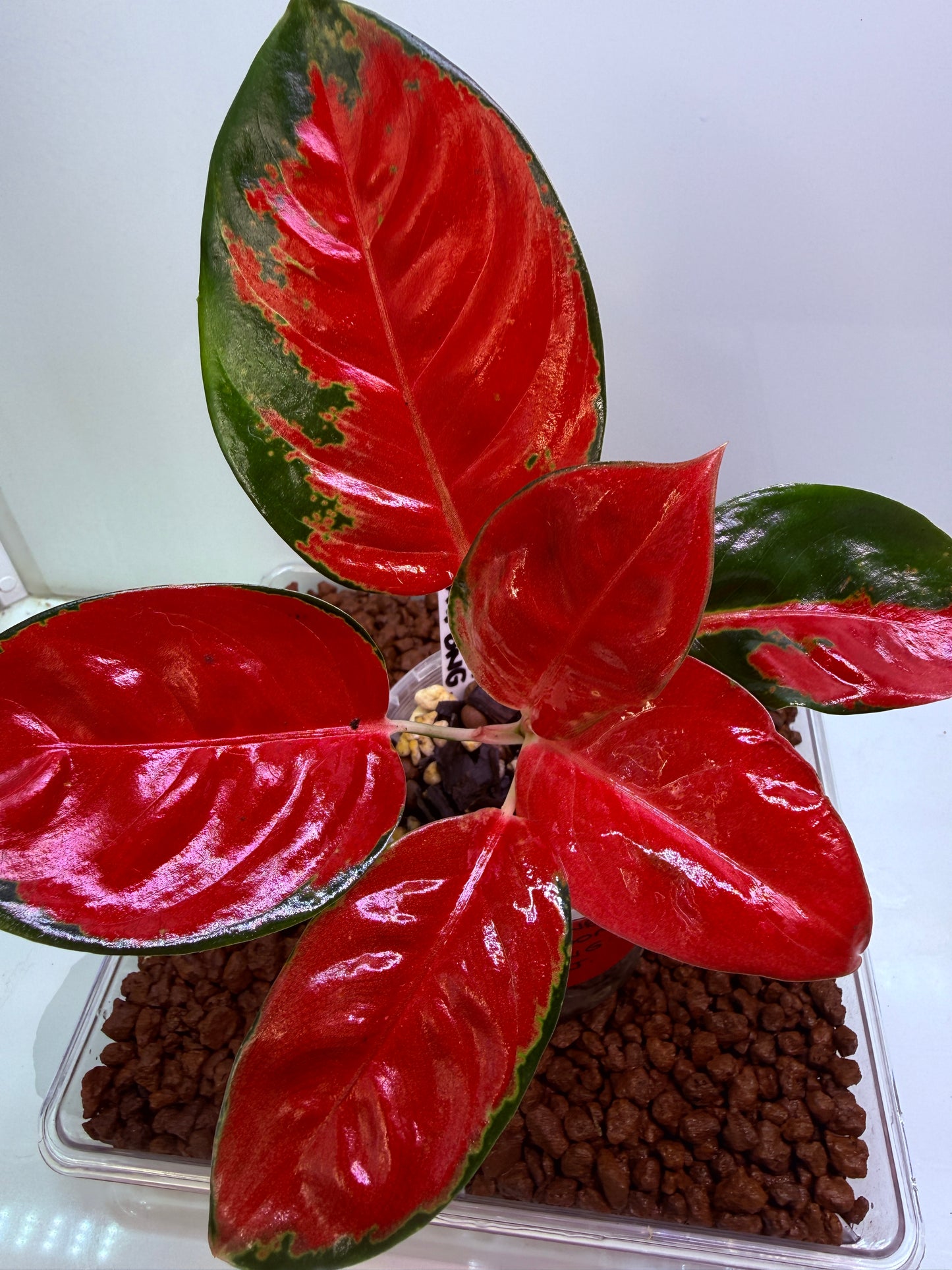 Aglaonema Suksom Jaipong