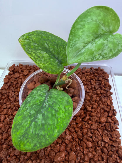 Scindapsus Leopard Spot - SLS1