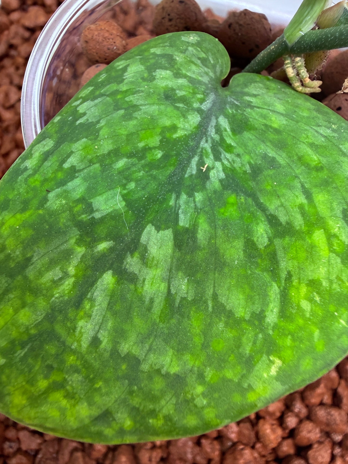 Scindapsus Leopard Spot - SLS1