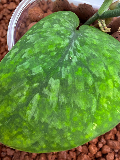 Scindapsus Leopard Spot - SLS1