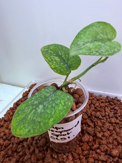 Scindapsus Leopard Spot - SLS1