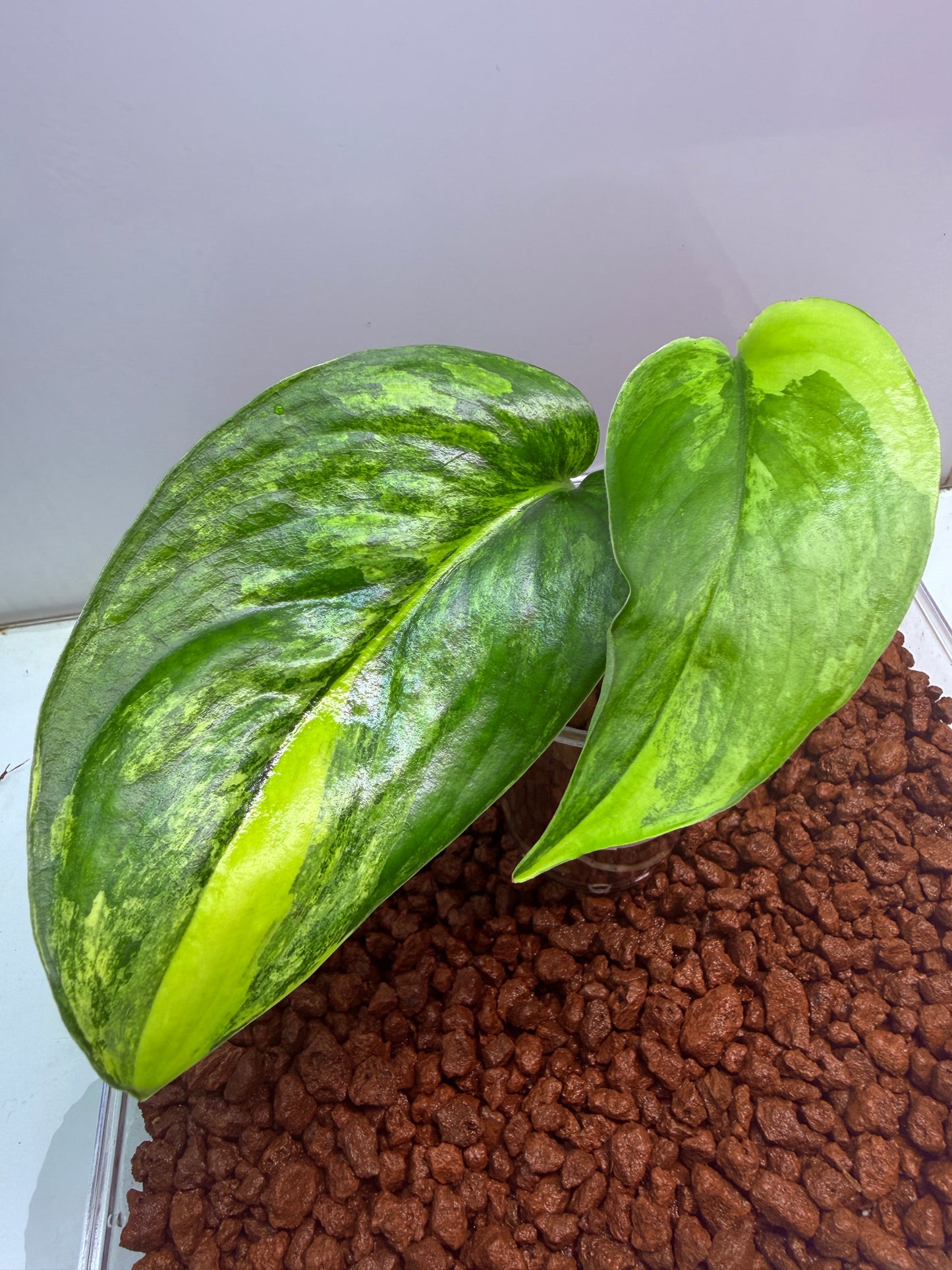Scindapsus Jade Satin Aurea - RIC