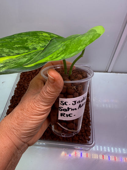 Scindapsus Jade Satin Aurea - RIC